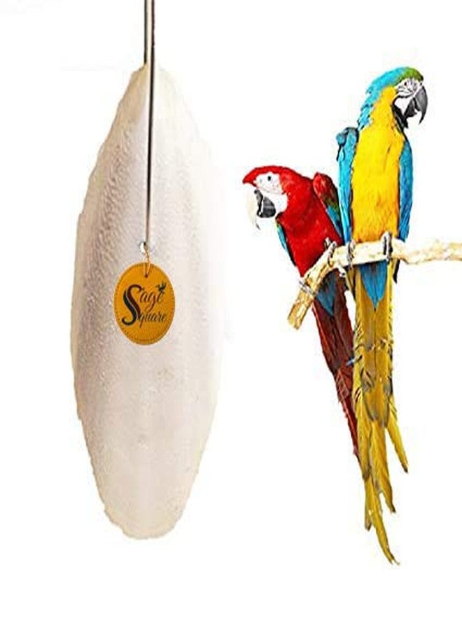 Sage Square Natural High Calcium Source Cuttlebone Fish for Birds, Parrot (500grm) - Image 1